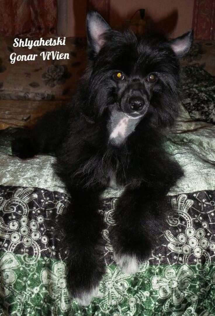 Shlyahetski Gonar ViVien