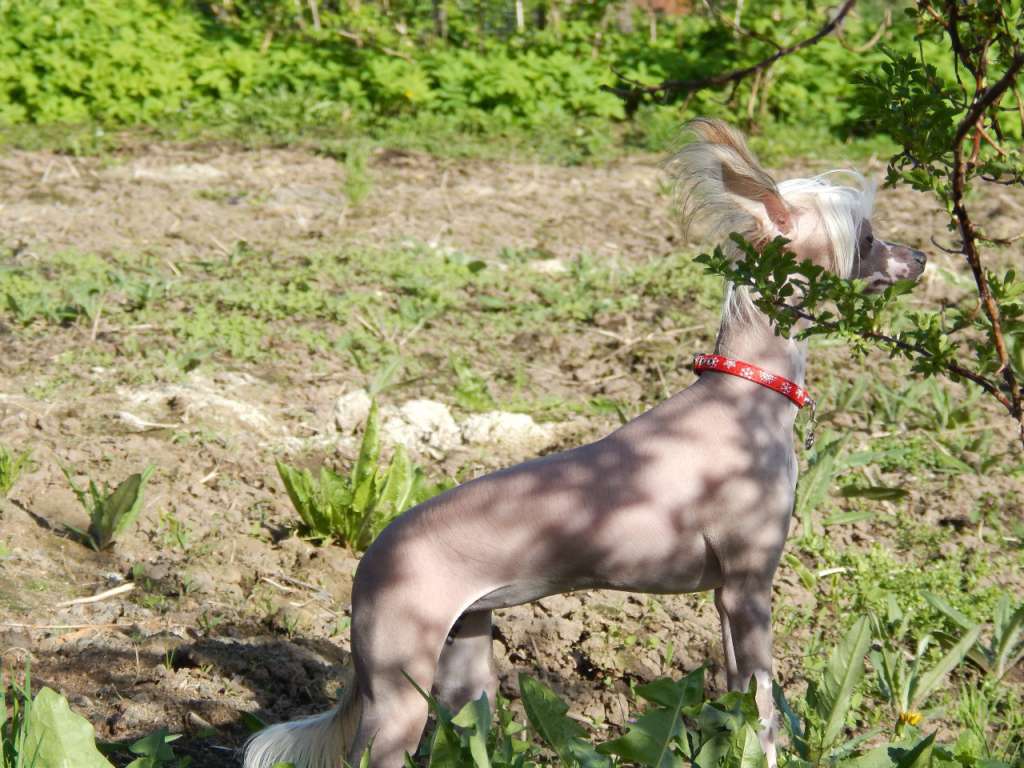 Nefritovji Budda PrimaDonna Katrin