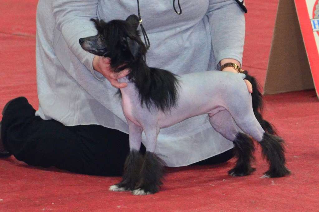 Berliner Bär Aurora Borealis Croatia