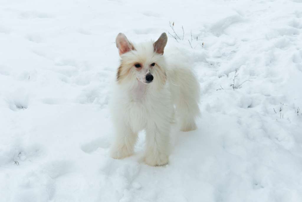 Kardinal iz Vanil'nyh snow