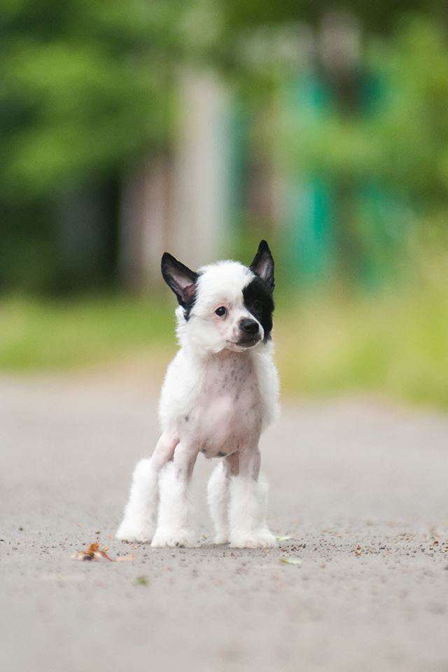 Kasanova iz Vanil'nyh snow