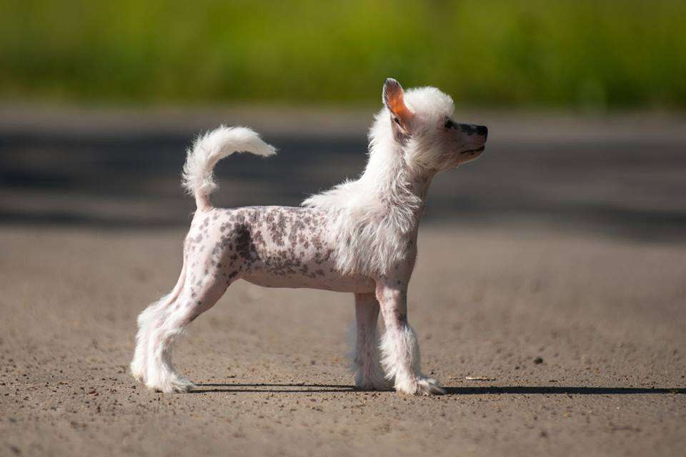 Kasablanca iz Vanil'nyh snow