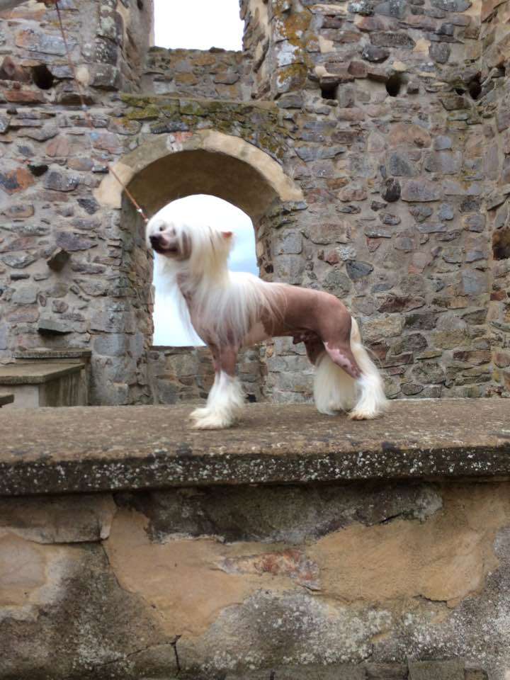 Sweet Mee Daisy's The Naked Gun