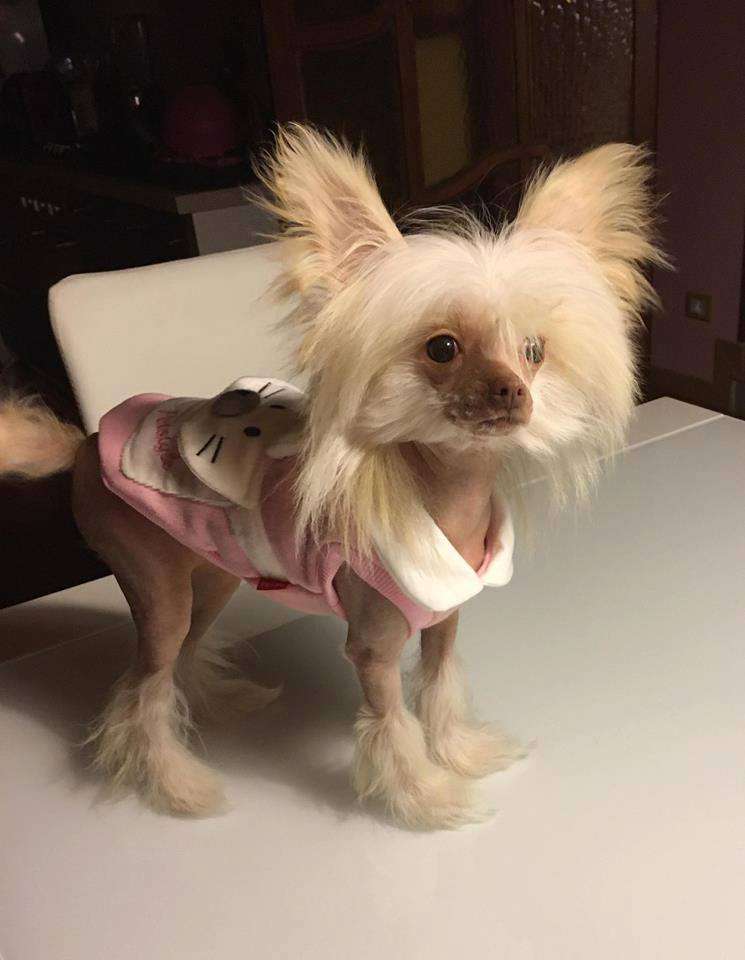 Vellar Pljus Duimovochka Lubimaja