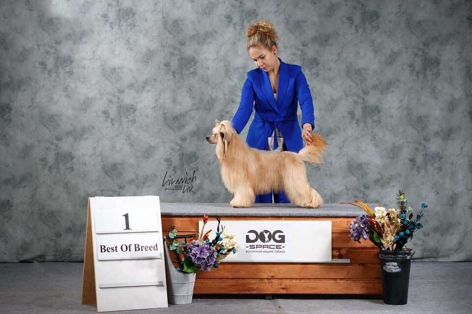 Rolana Family Majestic like flames