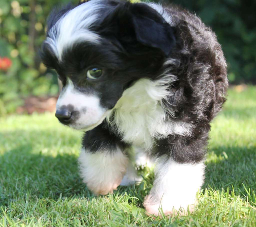 Zhusheng Black Pirate