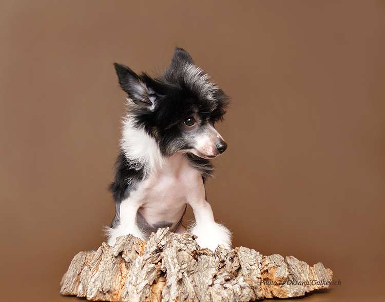 Gwendoline Flying Butterfly