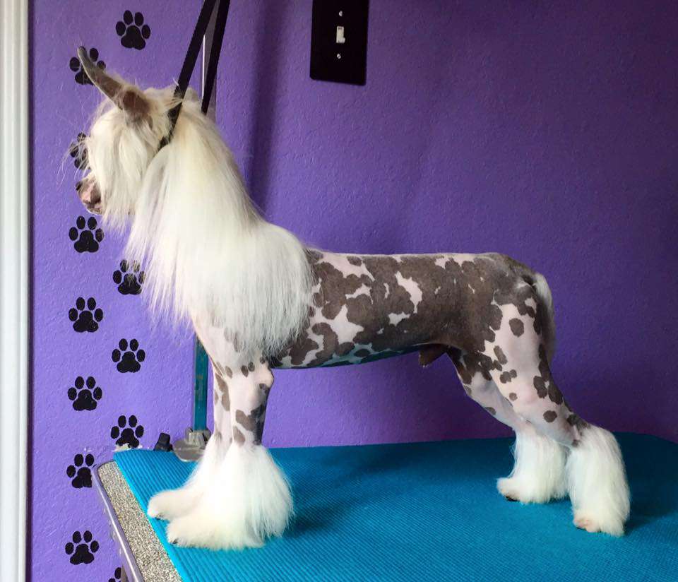 Gracieux-Pahlavi Fee-Fi-Fo-Fum