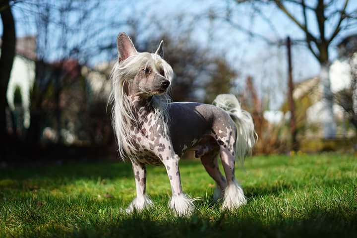 My Crazy Crested Salience Waileia