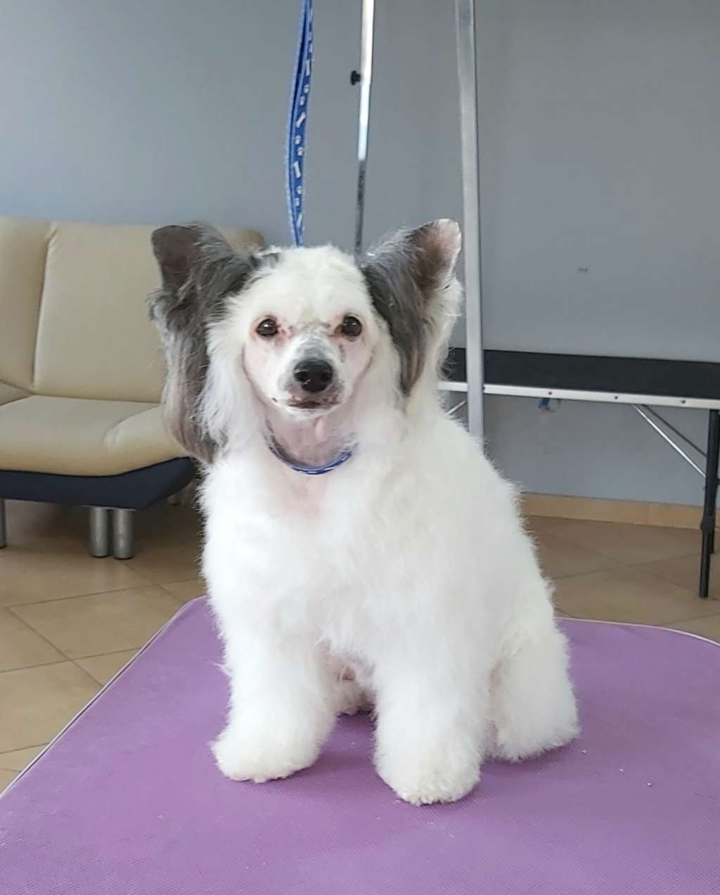 My Crazy Crested Sensible Apelila