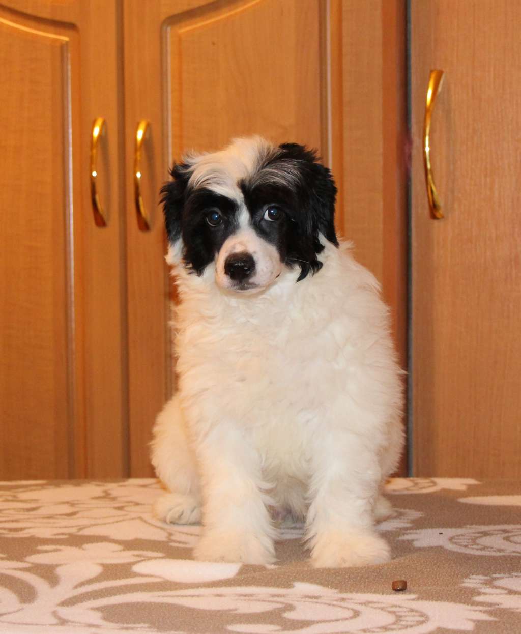 Galser Marquis De Sade