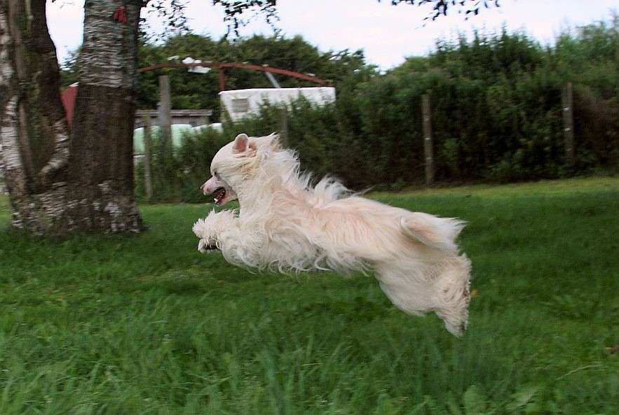 Be My Dog's Quick Change Artist