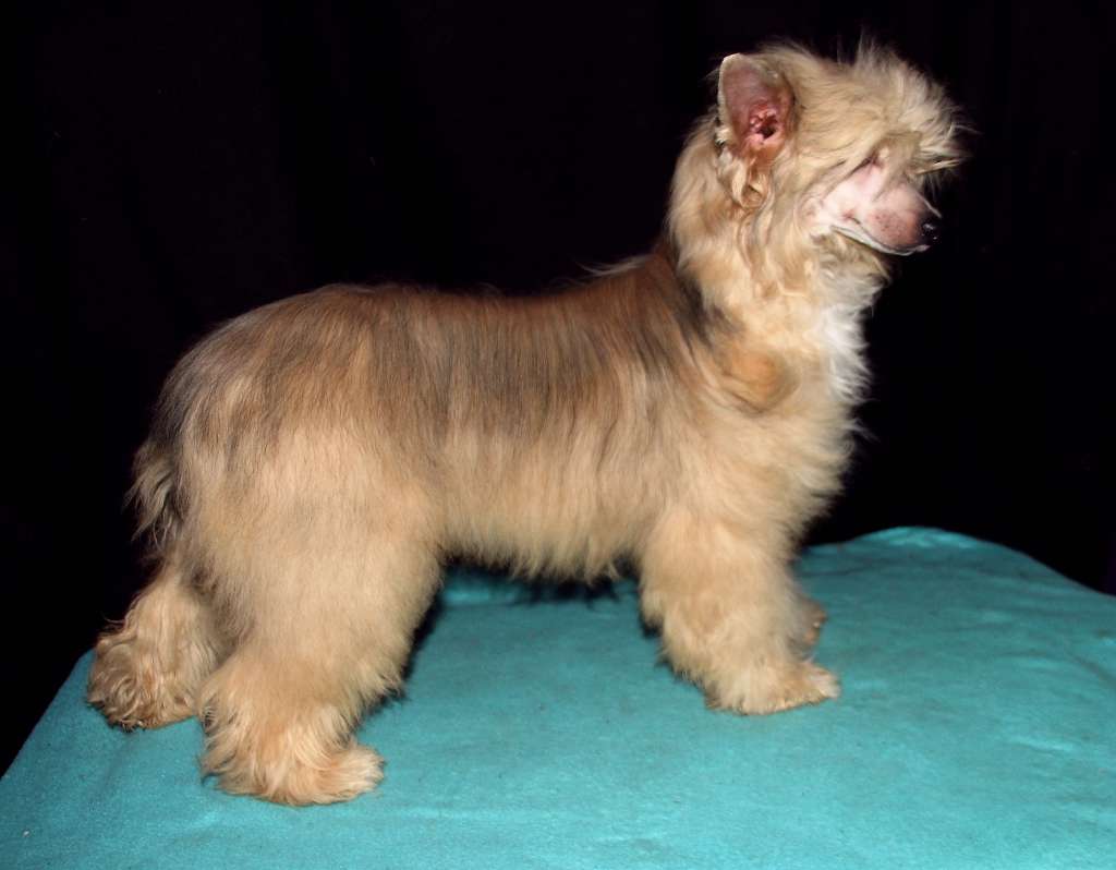 Be My Dog's Qiubydoo