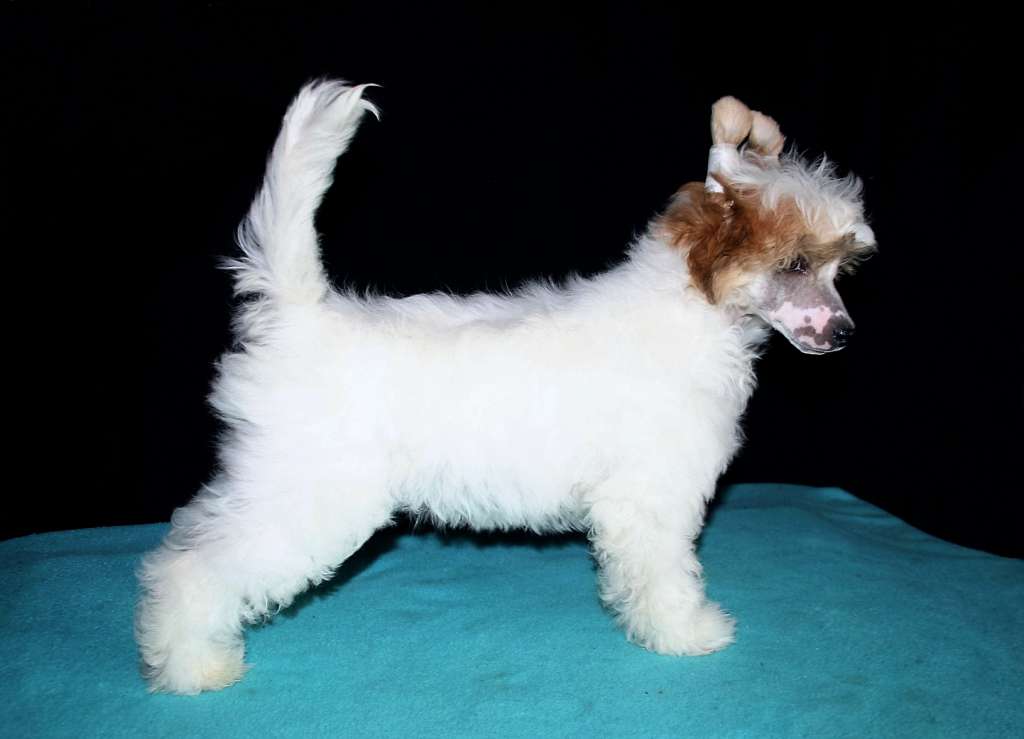 Be My Dog's Quiet Easy