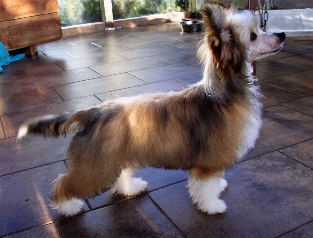 Be My Dog's Que C'est Beau