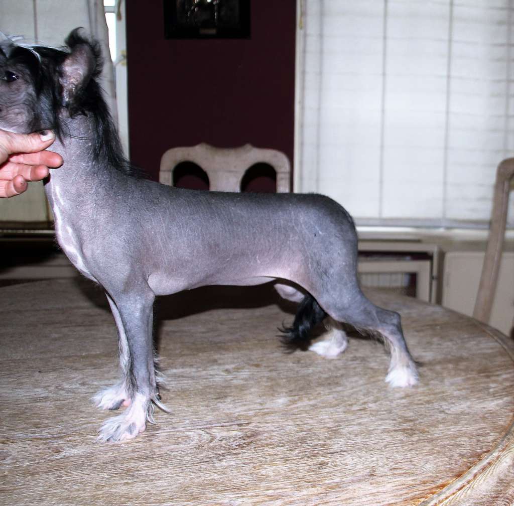 Be My Dog's Queue Leu Leu