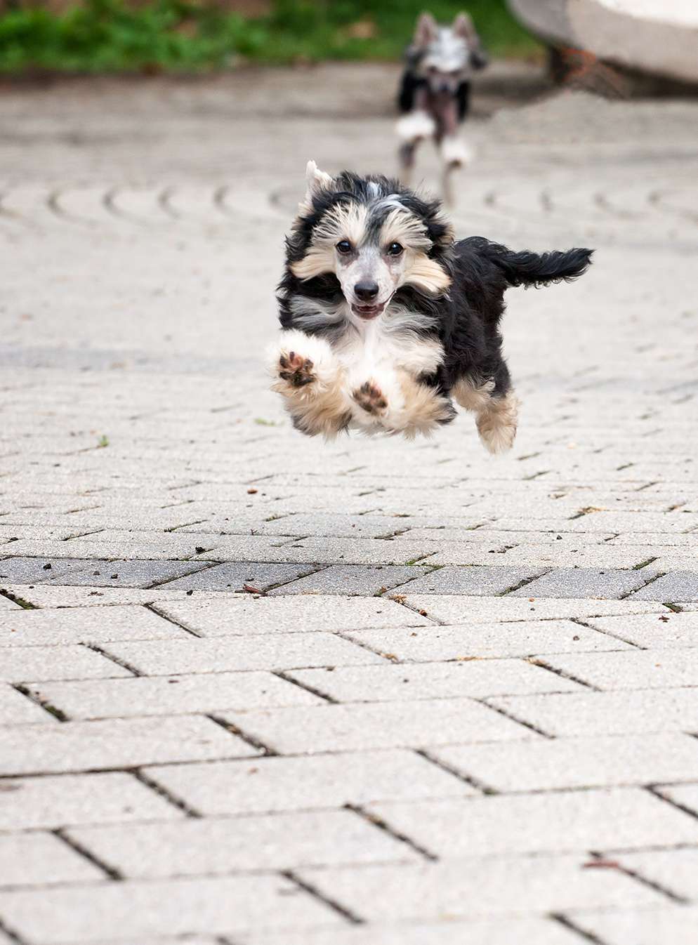 Fehérlófia Bogáncs