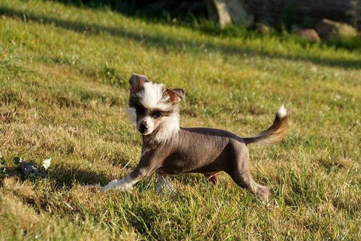 Chichiripa Despicable Me Felonious Gru