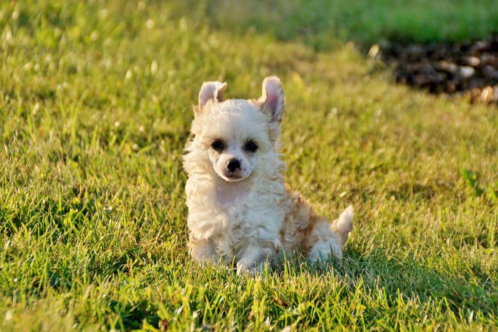 Chichiripa Dangerous Scarlett Overkill