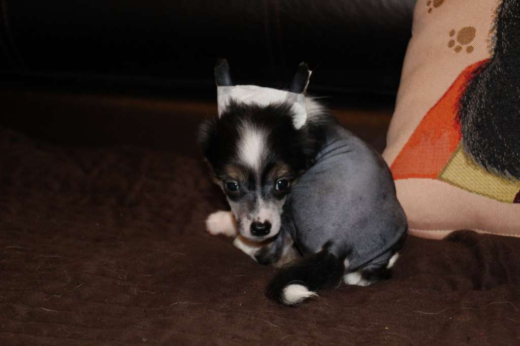 Bella Constanta Kindly Advise