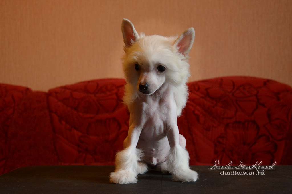 Danika Star Malenkiy Prints