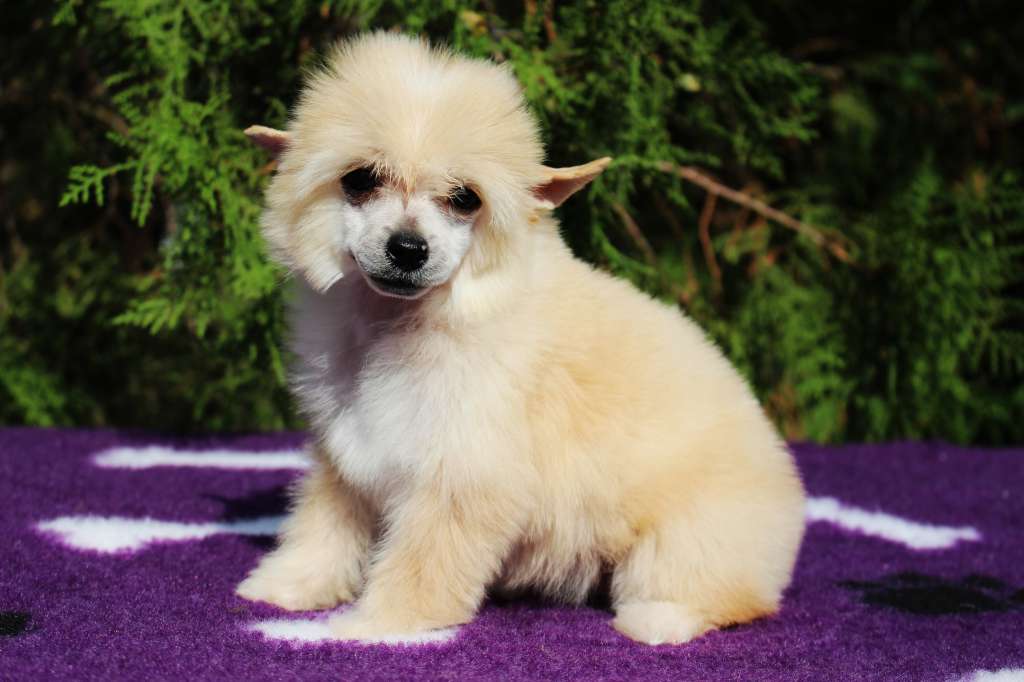 India, Hot Day de Fageiro