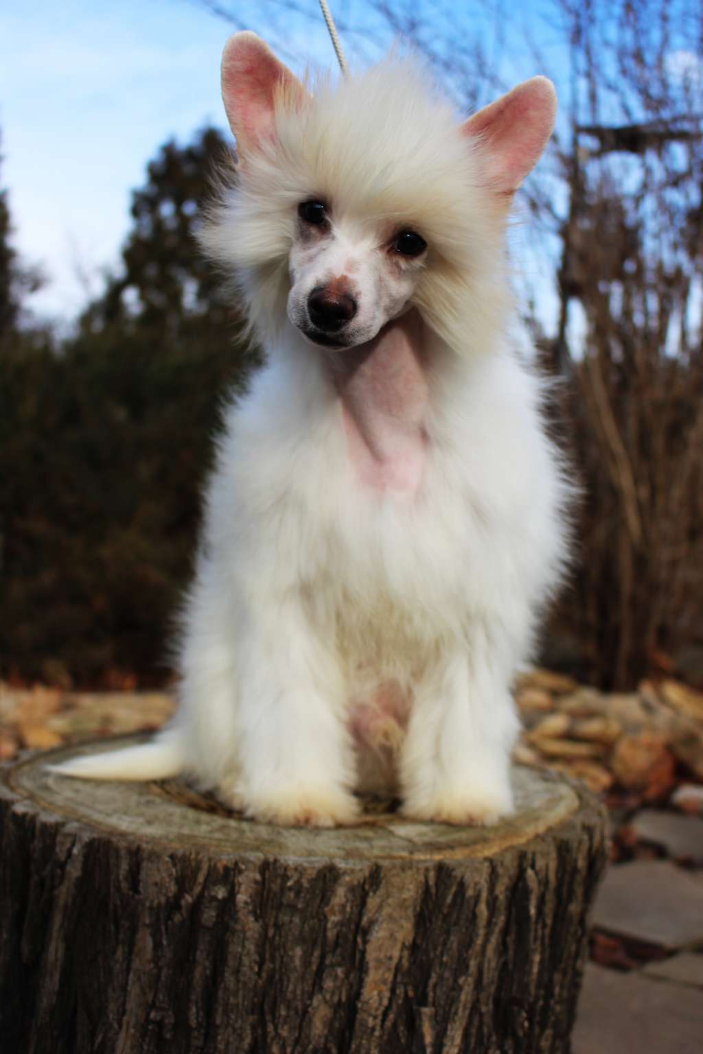 Indigo, Pure Contrast de Fageiro