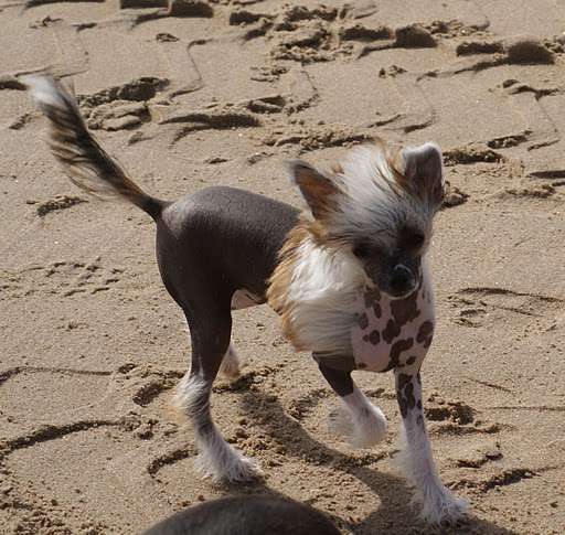 Paige Charmed One Of Gizzy's Home