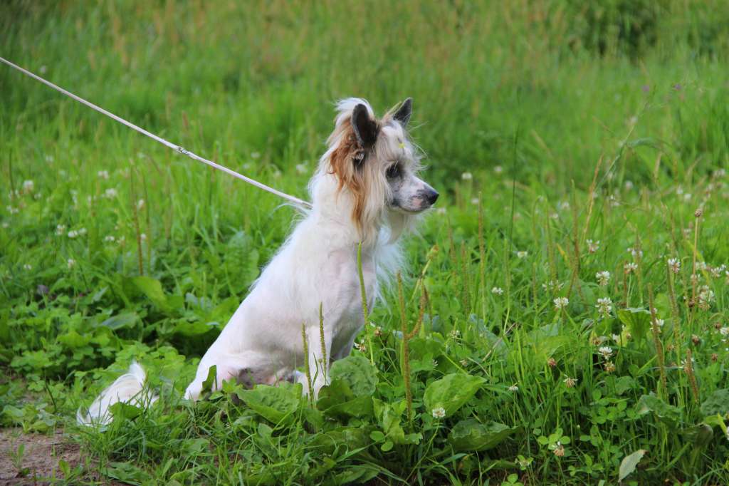 Moonlight Fantazy Beloved by All