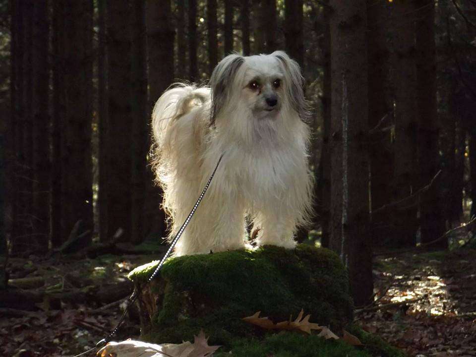 Desi Born To Be Loved Of Gizzy's Home