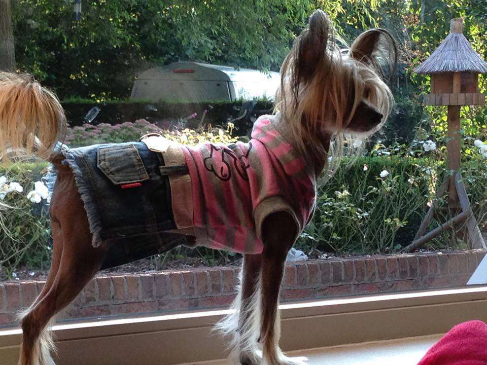 Yaya Fairy Tail Of Gizzy's Home