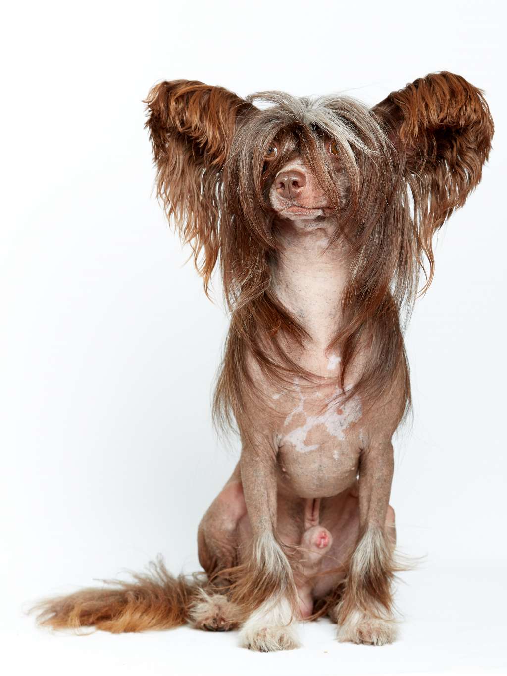 Guardare Dom Risorto