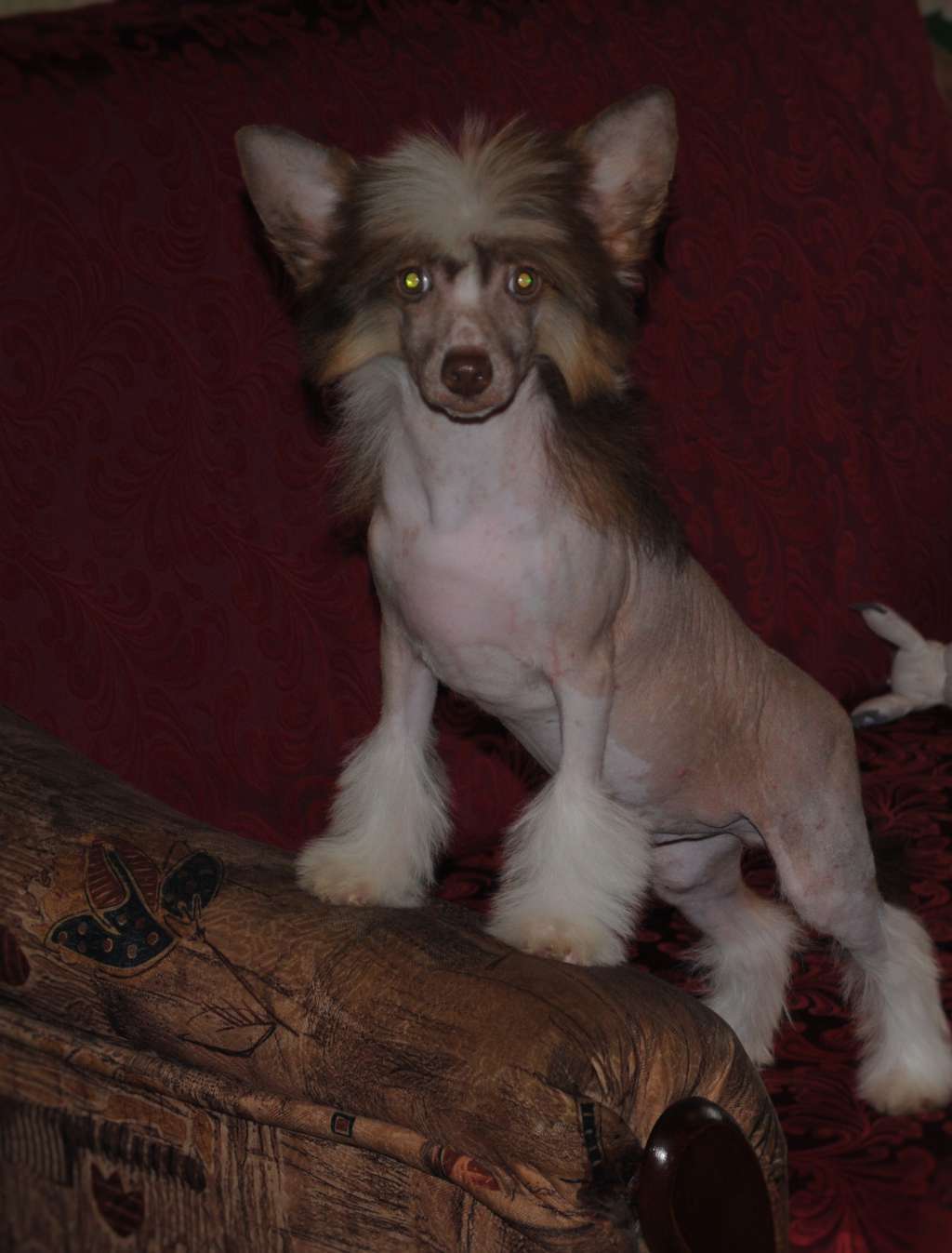 Guns N' Roses Dom Risorto