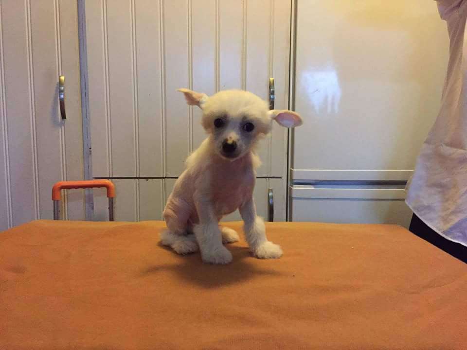 Tournais Desperately Needs A Sun Tan