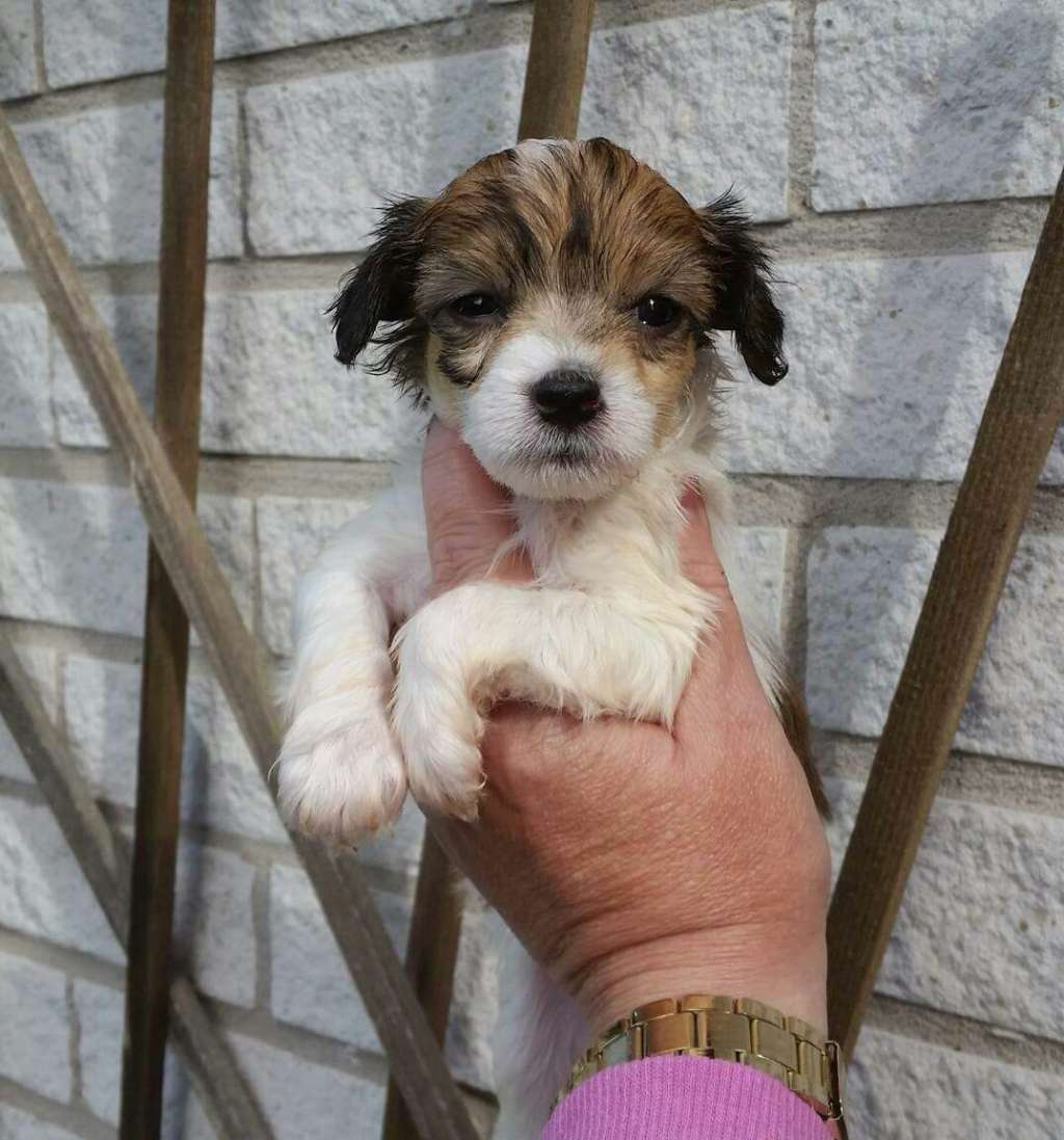 Tournais Forcasting Lots Of Sun