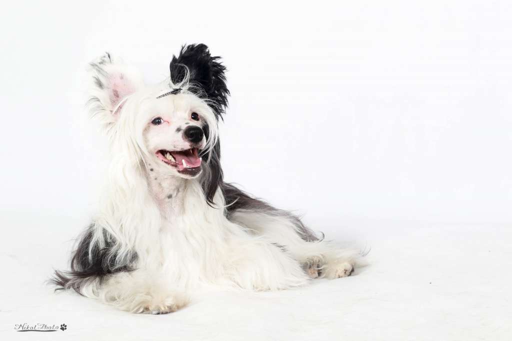 Diamant Pearl Black Pretty Sweet