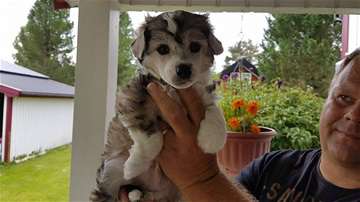 Angelcrest Alexander The Great