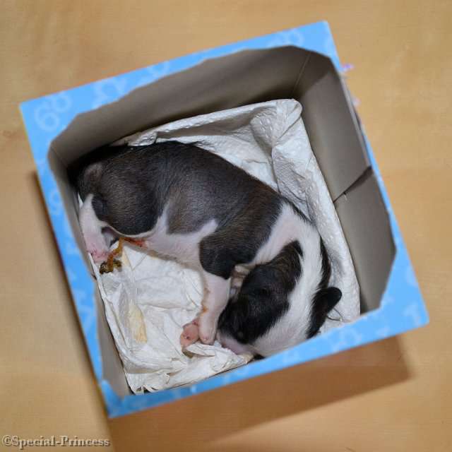 Apple Dumplin' Special Princess