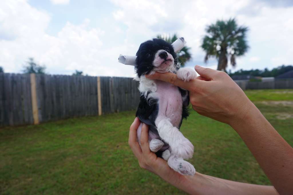 Magic Cresterd Queen Zulu's Zola Given from the sk