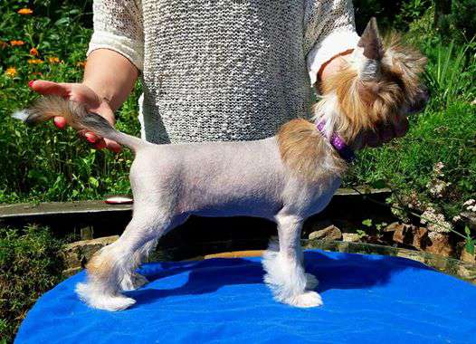 Ramonesca Lavandula Dwie Tecze