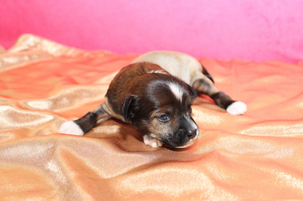 Charuyuschiy Soblazn Imperial Son