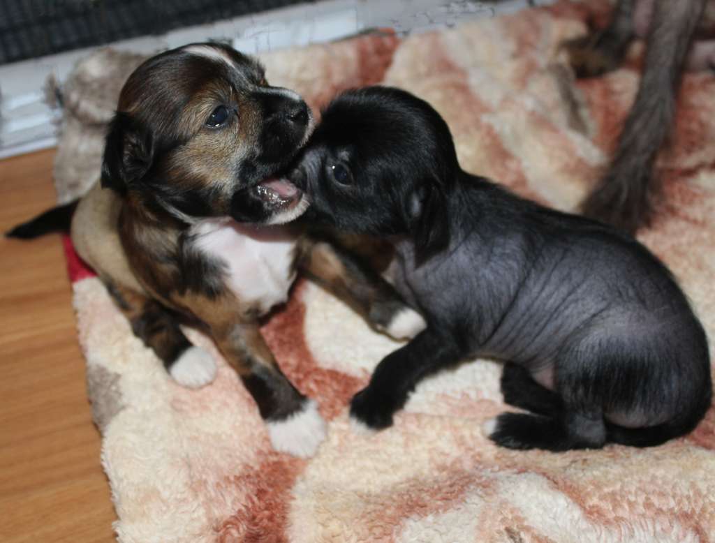 Charuyuschiy Soblazn impulsive