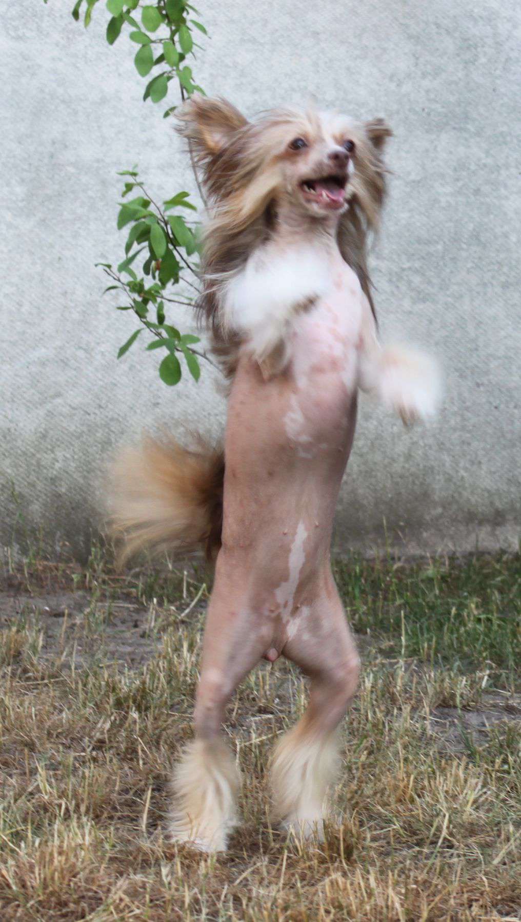 Harizma Orange Sun iz Clana Timurlana