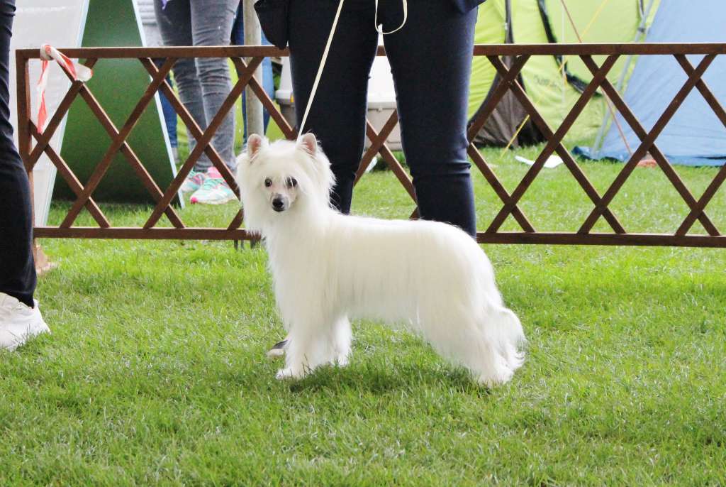 Rozmowa Kontrolowana Next Germanika