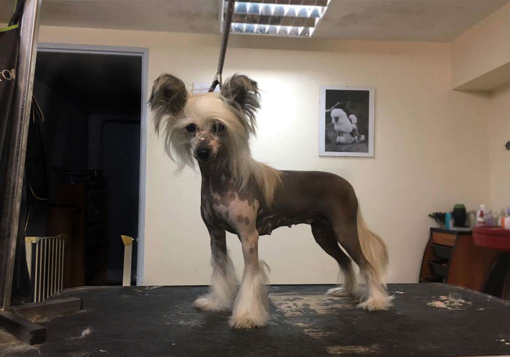 Radosc o Poranku Next Germanika