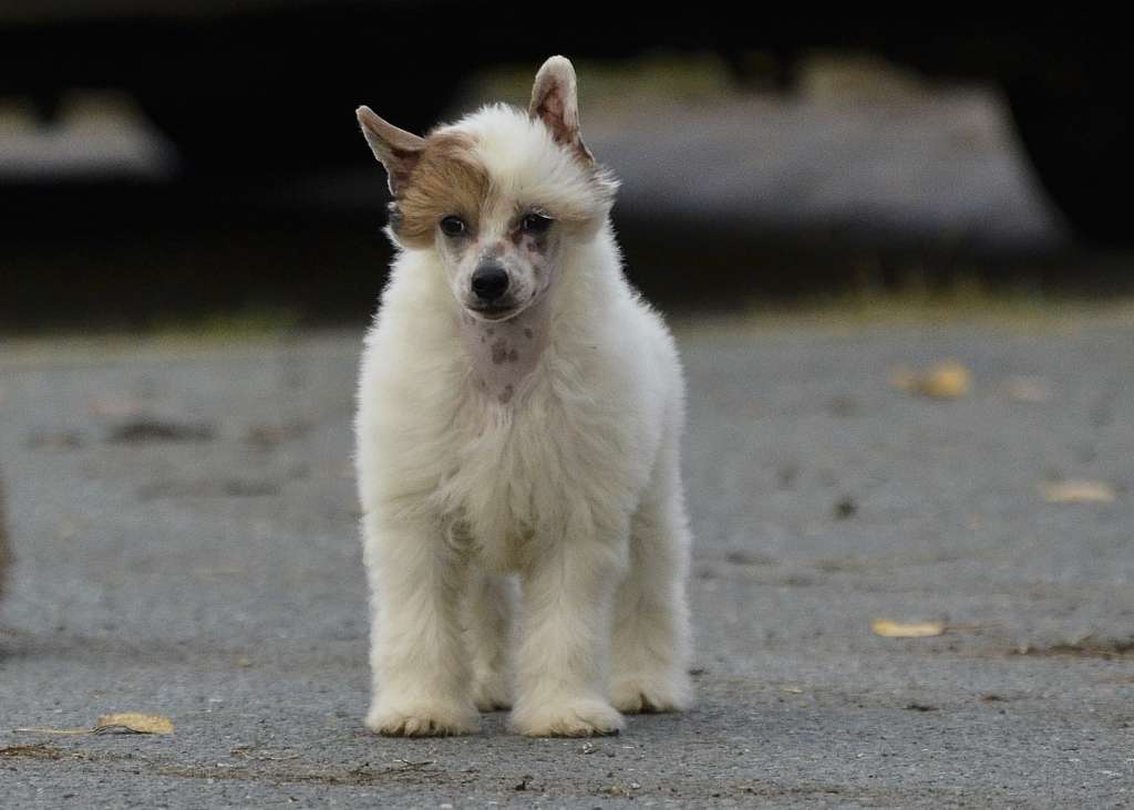 Tiber z Kamilova Dvora