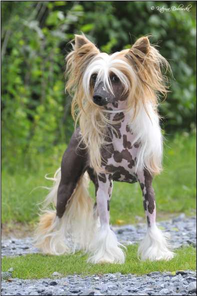 Tifanny z Kamilova Dvora