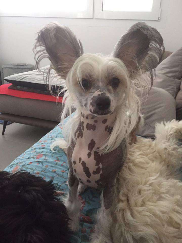 Cerbera  Winning Smile "Minshay"