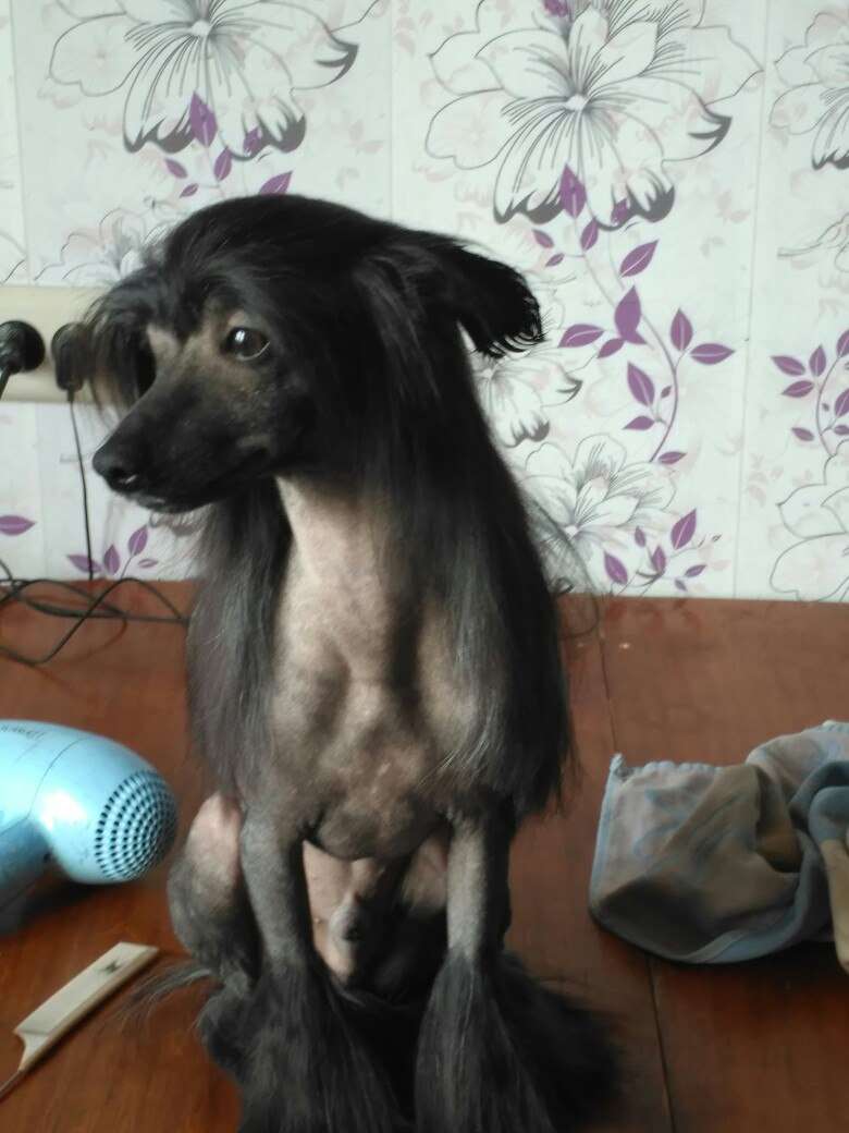 Orion in the Moonlight