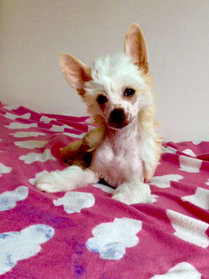 Prince Lady Volkien Vitas